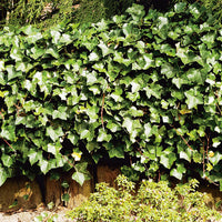 Hedera hibernica, co (Krukodlad) – bild 2