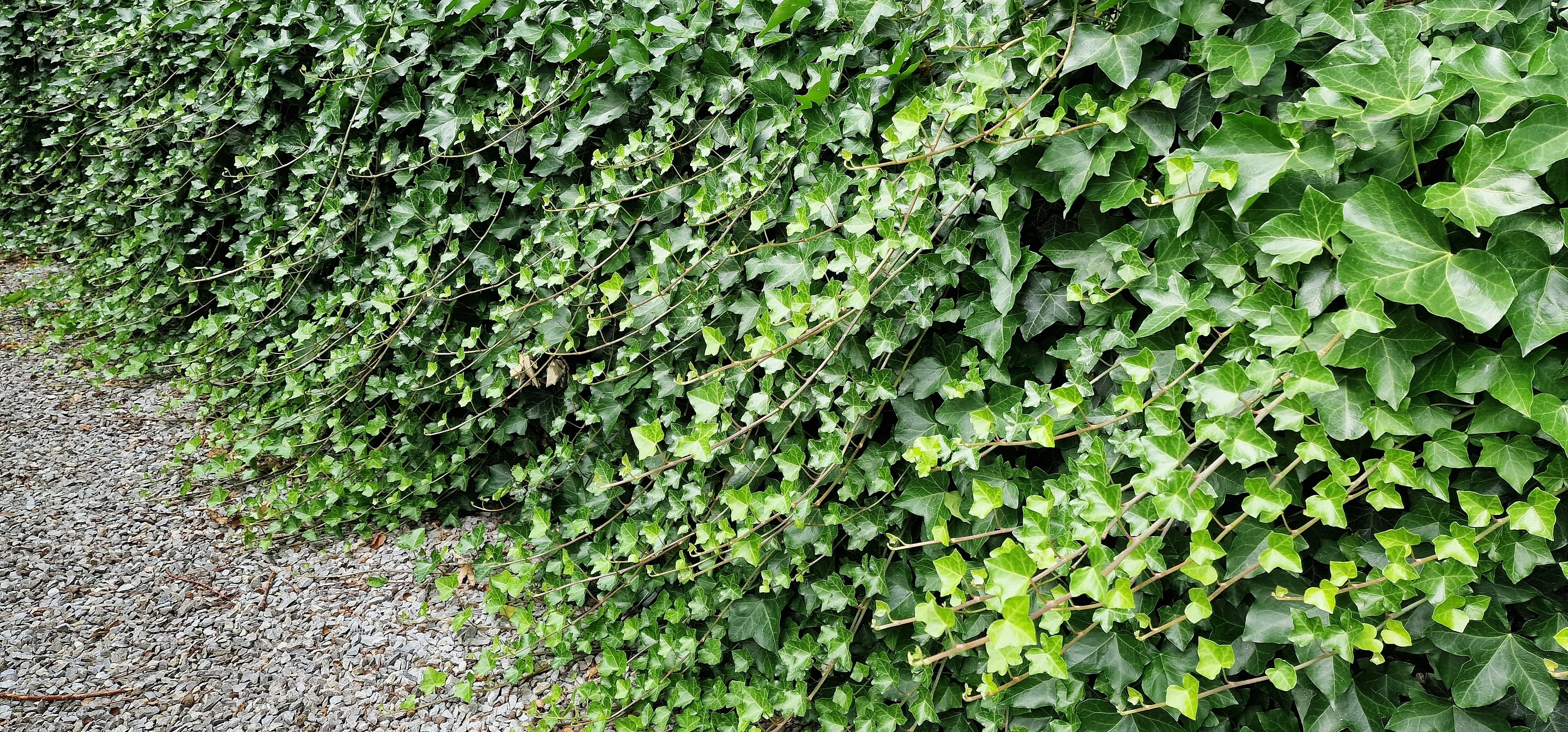 Hedera hibernica, co (Krukodlad) – bild 1