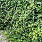 Hedera hibernica, co (Krukodlad) – bild 3