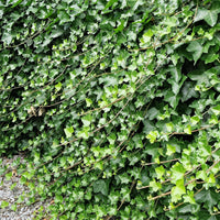 Hedera hibernica, co (Krukodlad) – bild 3
