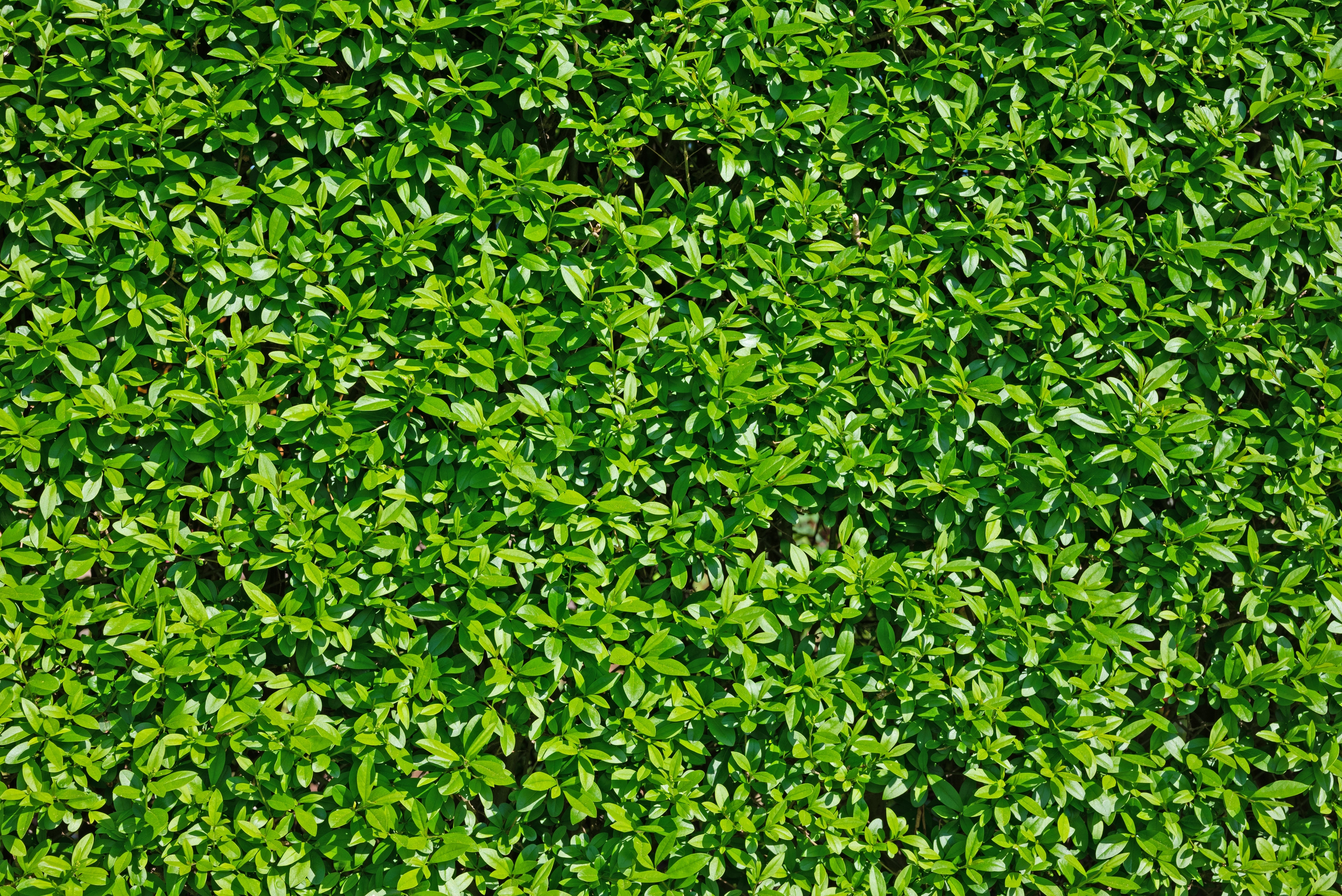Ligustrum vulgare var. italicum 'Atrovirens', co2lit (Krukodlad) – bild 2