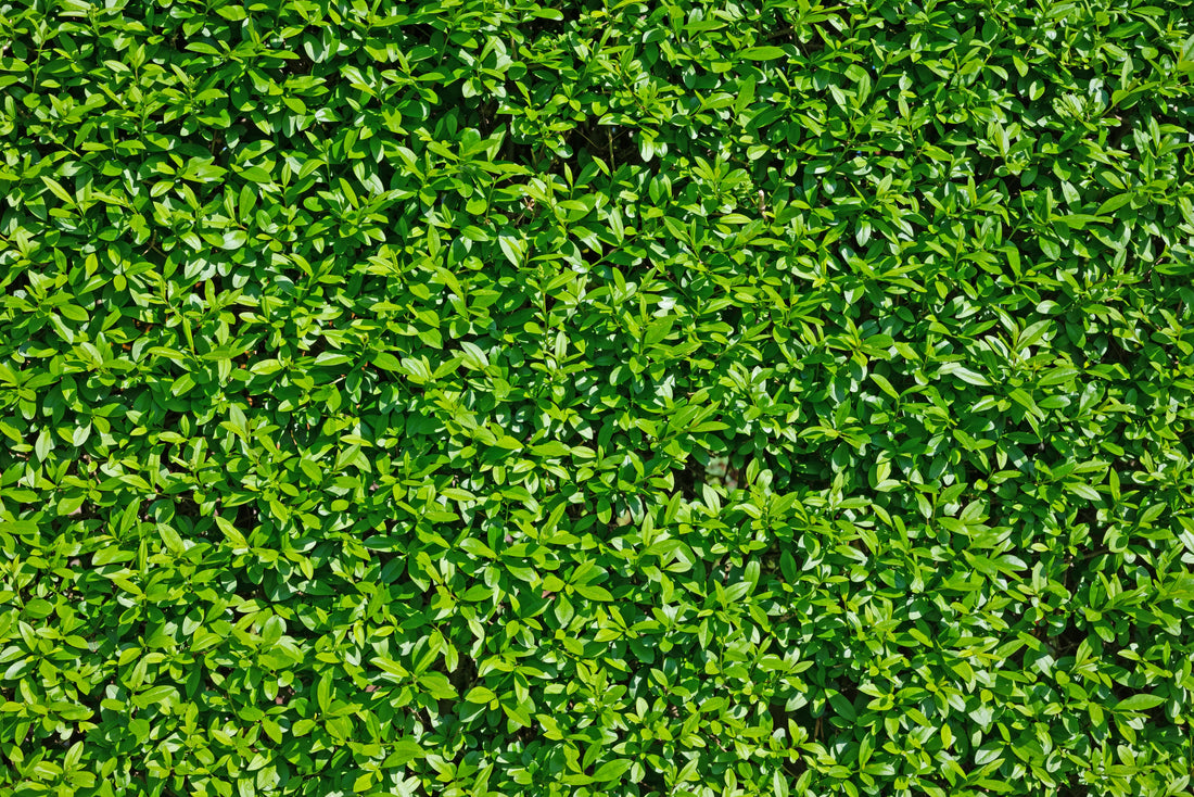 Ligustrum vulgare var. italicum 'Atrovirens', co2lit (Krukodlad) – bild 2