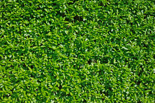 Ligustrum vulgare var. italicum 'Atrovirens', co2lit (Krukodlad) – bild 2