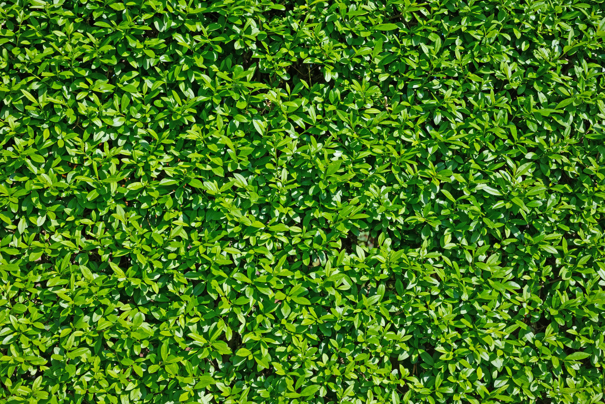 Ligustrum vulgare var. italicum 'Atrovirens', co2lit (Krukodlad) – bild 2