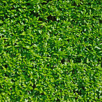 Ligustrum vulgare var. italicum 'Atrovirens', co2lit (Krukodlad) – bild 2