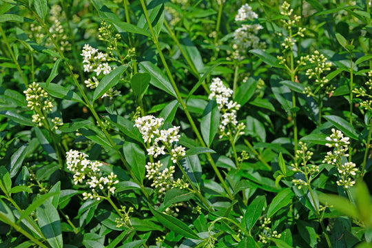Ligustrum vulgare var. italicum 'Atrovirens', co2lit (Krukodlad) – bild 3