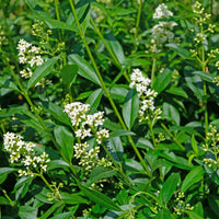 Ligustrum vulgare var. italicum 'Atrovirens', co2lit (Krukodlad) – bild 3