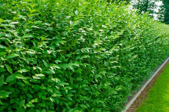 Ligustrum vulgare var. italicum 'Atrovirens' co (Krukodlad) – bild 2
