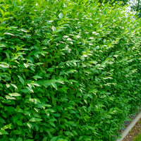 Ligustrum vulgare var. italicum 'Atrovirens' co (Krukodlad) – bild 2
