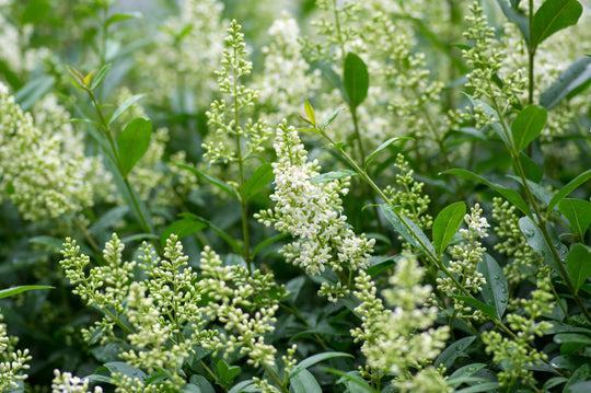 Ligustrum vulgare var. italicum 'Atrovirens' co (Krukodlad) – bild 3