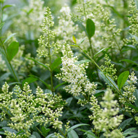 Ligustrum vulgare var. italicum 'Atrovirens' co (Krukodlad) – bild 3
