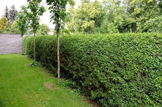 Ligustrum vulgare, co (Krukodlad) – bild 2