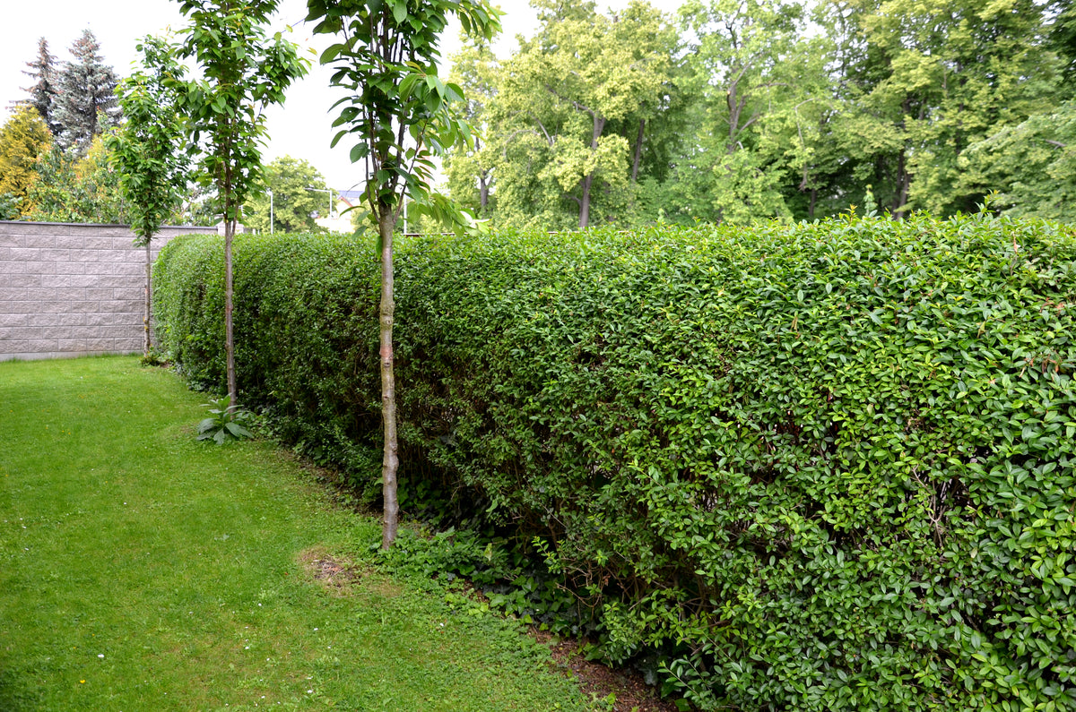 Ligustrum vulgare, co (Krukodlad) – bild 2