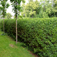 Ligustrum vulgare, co (Krukodlad) – bild 2