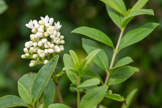 Ligustrum vulgare, co (Krukodlad) – bild 3