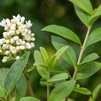 Ligustrum vulgare, co (Krukodlad) – bild 3