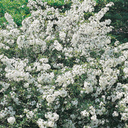 Malus toringo var. sargentii, co (Krukodlad) – bild 2