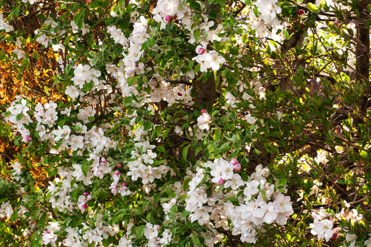 Malus toringo var. sargentii, co (Krukodlad) – bild 3