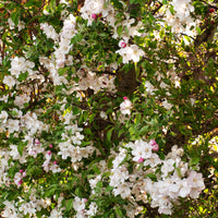 Malus toringo var. sargentii, co (Krukodlad) – bild 3