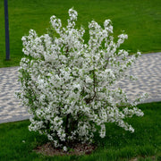 Malus toringo var. sargentii, co (Krukodlad) – bild 4