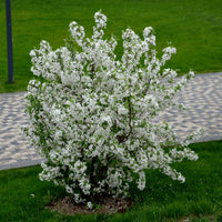 Malus toringo var. sargentii, co (Krukodlad) – bild 4