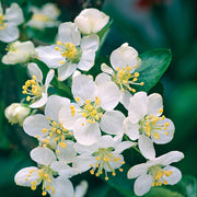 Malus toringo var. sargentii, co (Krukodlad) – bild 5