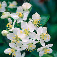 Malus toringo var. sargentii, co (Krukodlad) – bild 5