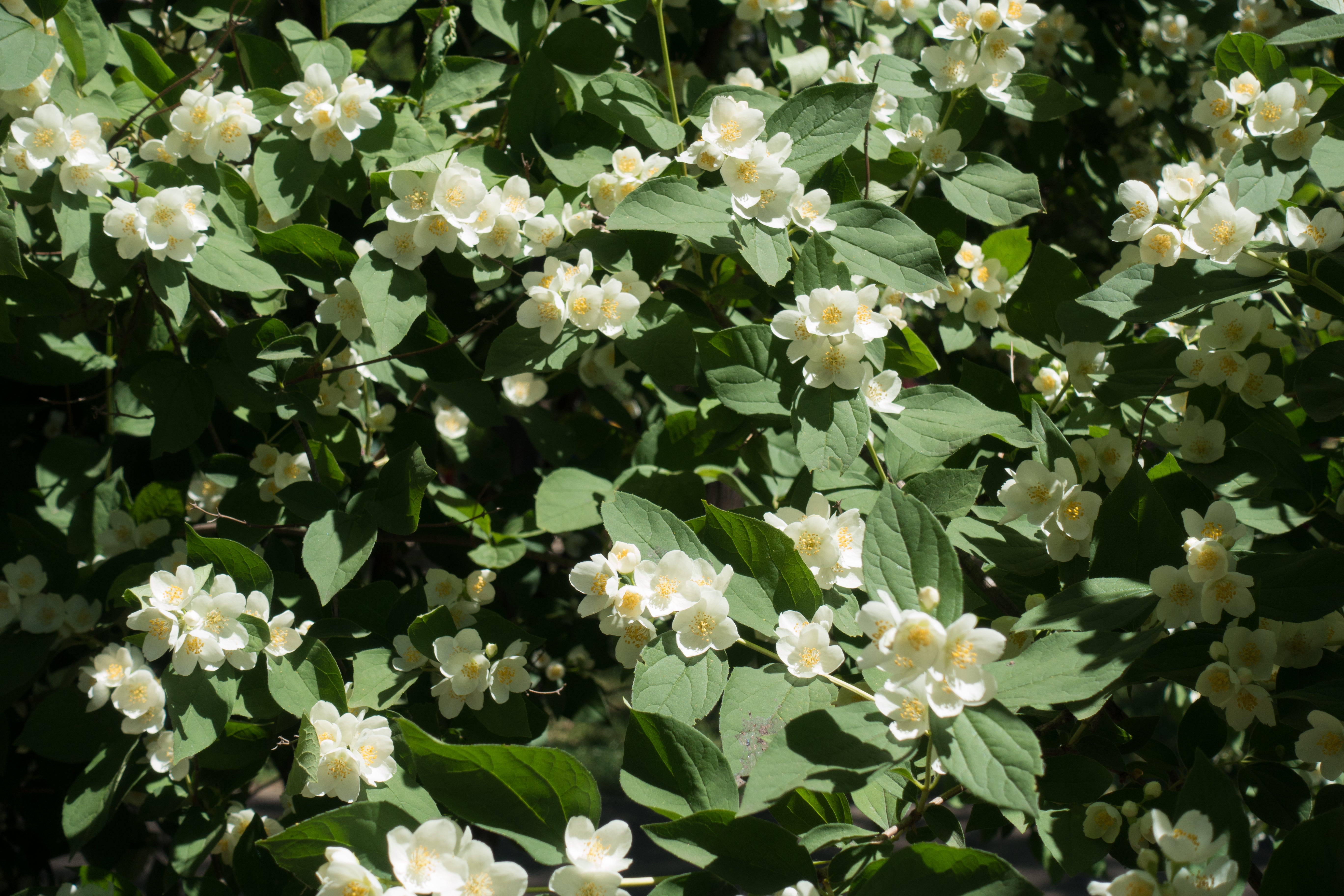 Philadelphus 'Mont Blanc', co (Krukodlad) – bild 2