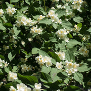 Philadelphus 'Mont Blanc', co (Krukodlad) – bild 2