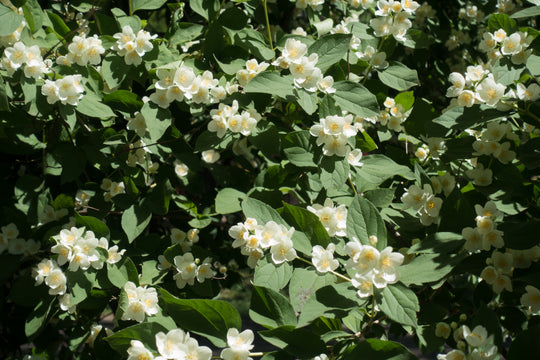 Philadelphus 'Mont Blanc', co (Krukodlad) – bild 2