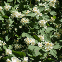 Philadelphus 'Mont Blanc', co (Krukodlad) – bild 2