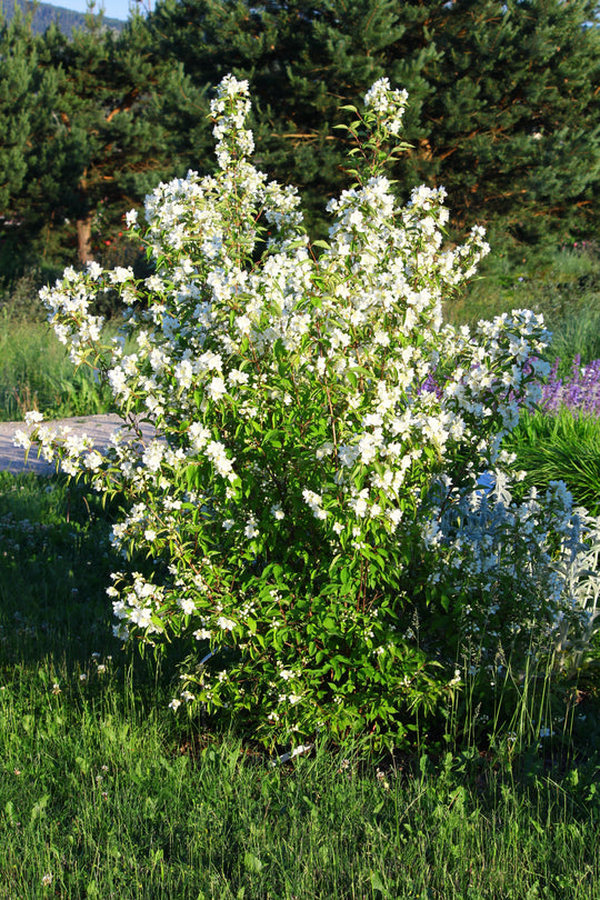Philadelphus 'Mont Blanc', co (Krukodlad) – bild 3