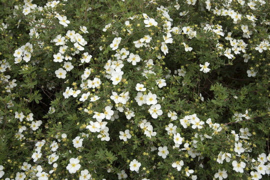 Dasiphora 'Abbotswood', co (Krukodlad) – bild 2