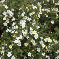 Dasiphora 'Abbotswood', co (Krukodlad) – bild 2