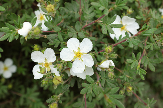 Dasiphora 'Abbotswood', co (Krukodlad) – bild 4