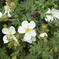 Dasiphora 'Abbotswood', co (Krukodlad) – bild 4