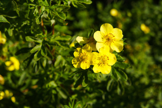 Dasiphora 'Goldfinger' E, co (Krukodlad) – bild 2