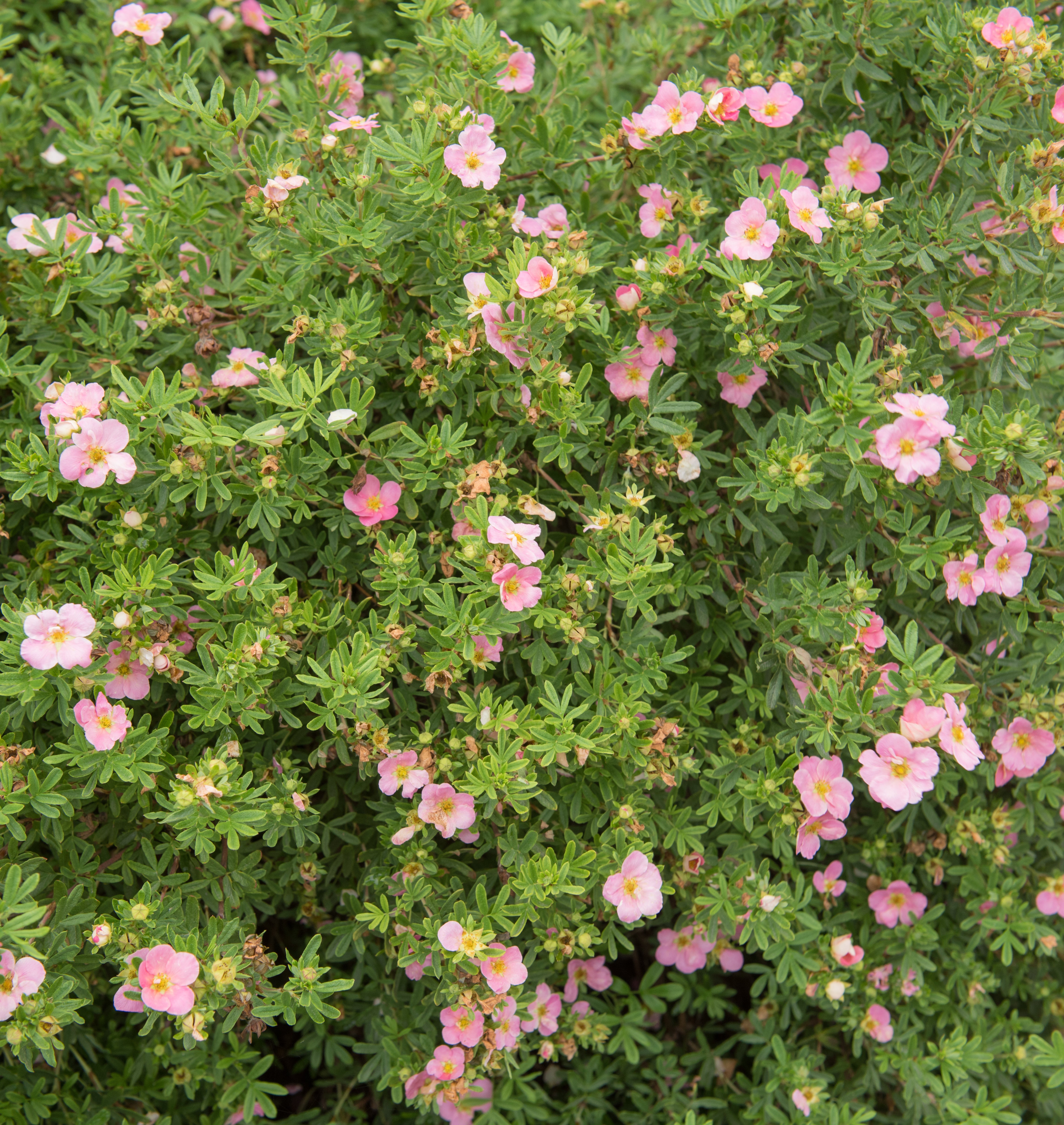 Dasiphora 'Pink Beauty', co (Krukodlad) – bild 1