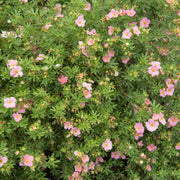 Dasiphora 'Pink Beauty', co (Krukodlad) – bild 1