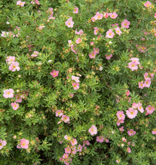Dasiphora 'Pink Beauty', co (Krukodlad) – bild 1