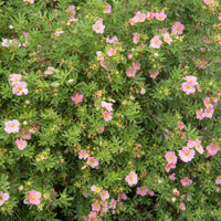 Dasiphora 'Pink Beauty', co (Krukodlad) – bild 1