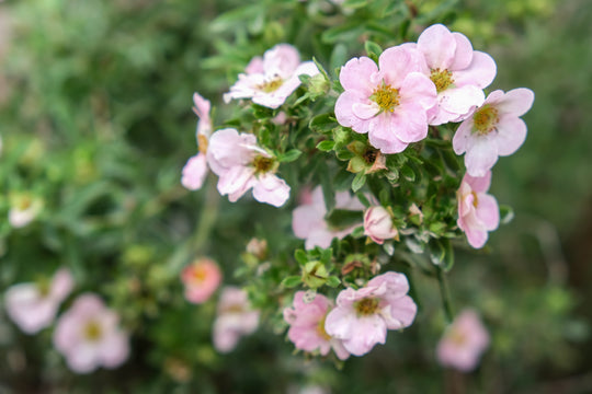 Dasiphora 'Pink Beauty', co (Krukodlad) – bild 2