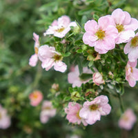 Dasiphora 'Pink Beauty', co (Krukodlad) – bild 2