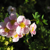 Dasiphora 'Pink Beauty', co (Krukodlad) – bild 3