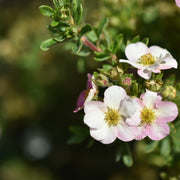 Dasiphora 'Pink Beauty', co (Krukodlad) – bild 4