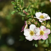 Dasiphora 'Pink Beauty', co (Krukodlad) – bild 4