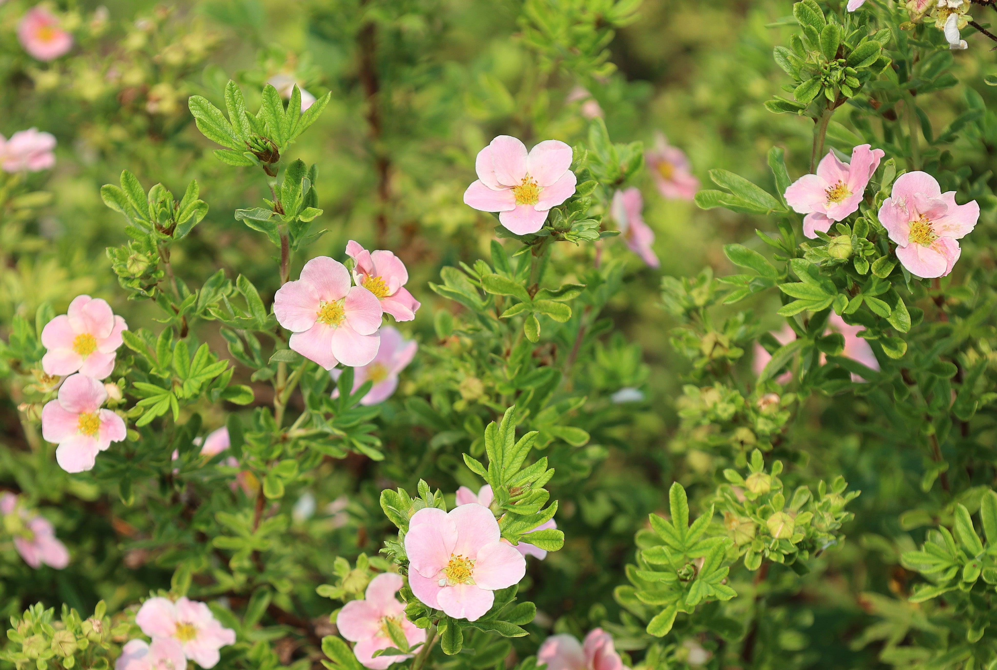 Dasiphora 'Pink Beauty', co (Krukodlad) – bild 1