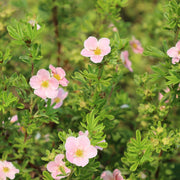 Dasiphora 'Pink Beauty', co (Krukodlad) – bild 5