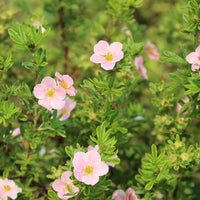 Dasiphora 'Pink Beauty', co (Krukodlad) – bild 5