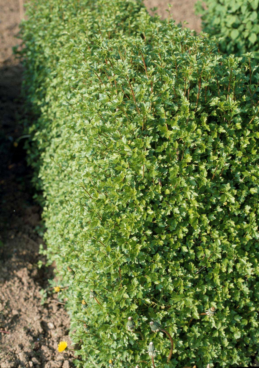 Ribes alpinum 'Schmidt', co (Krukodlad) – bild 1